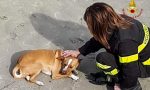 Cane scappa di casa e finisce nel canale, salvato dai vigili del fuoco