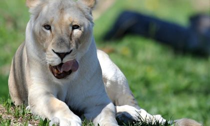 Parco Natura Viva riapre e compie 50 anni