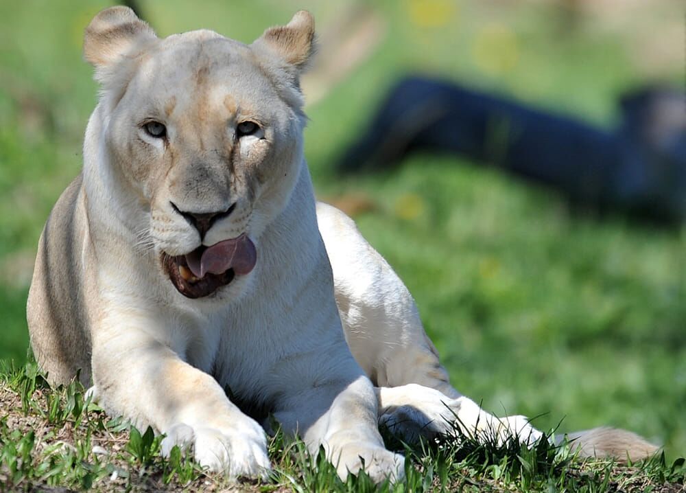 Parco Natura Viva riapre e compie 50 anni