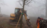 Alberi pericolosi tagliati e sostituiti a Valeggio