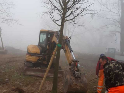 Alberi pericolosi tagliati e sostituiti a Valeggio