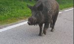 Verona come un maxi zoo, cinghiale per strada a Poiano e pecore sulla ciclabile