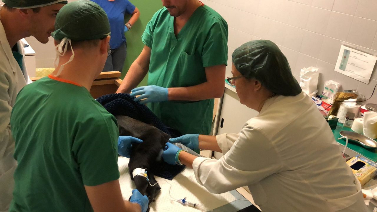 Eseguito un intervento veterinario unico in Italia