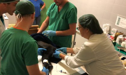 Eseguito un intervento veterinario unico in Italia