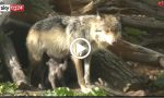 Piano conservazione e gestione del lupo in Italia: no abbattimenti selettivi