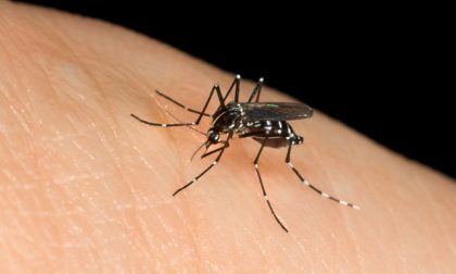 Kit zanzare Verona attacco di Bonato: 1.400 gratuiti per 80.000 famiglie?