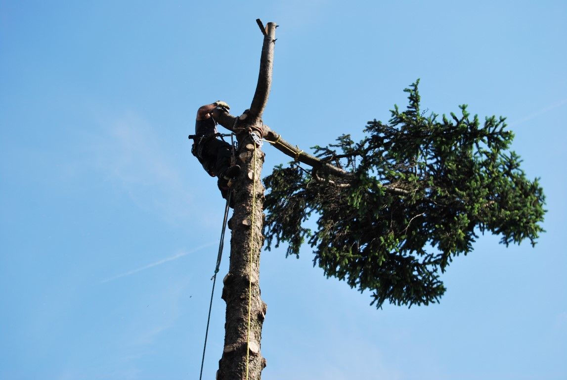 Alberi pericolanti abbattuti, Amia risponde alle obiezioni di qualche cittadino