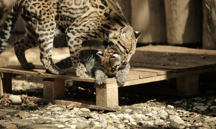 Benvenuta Keyra, è nata l'unica piccola ocelot d'Italia FOTO e VIDEO