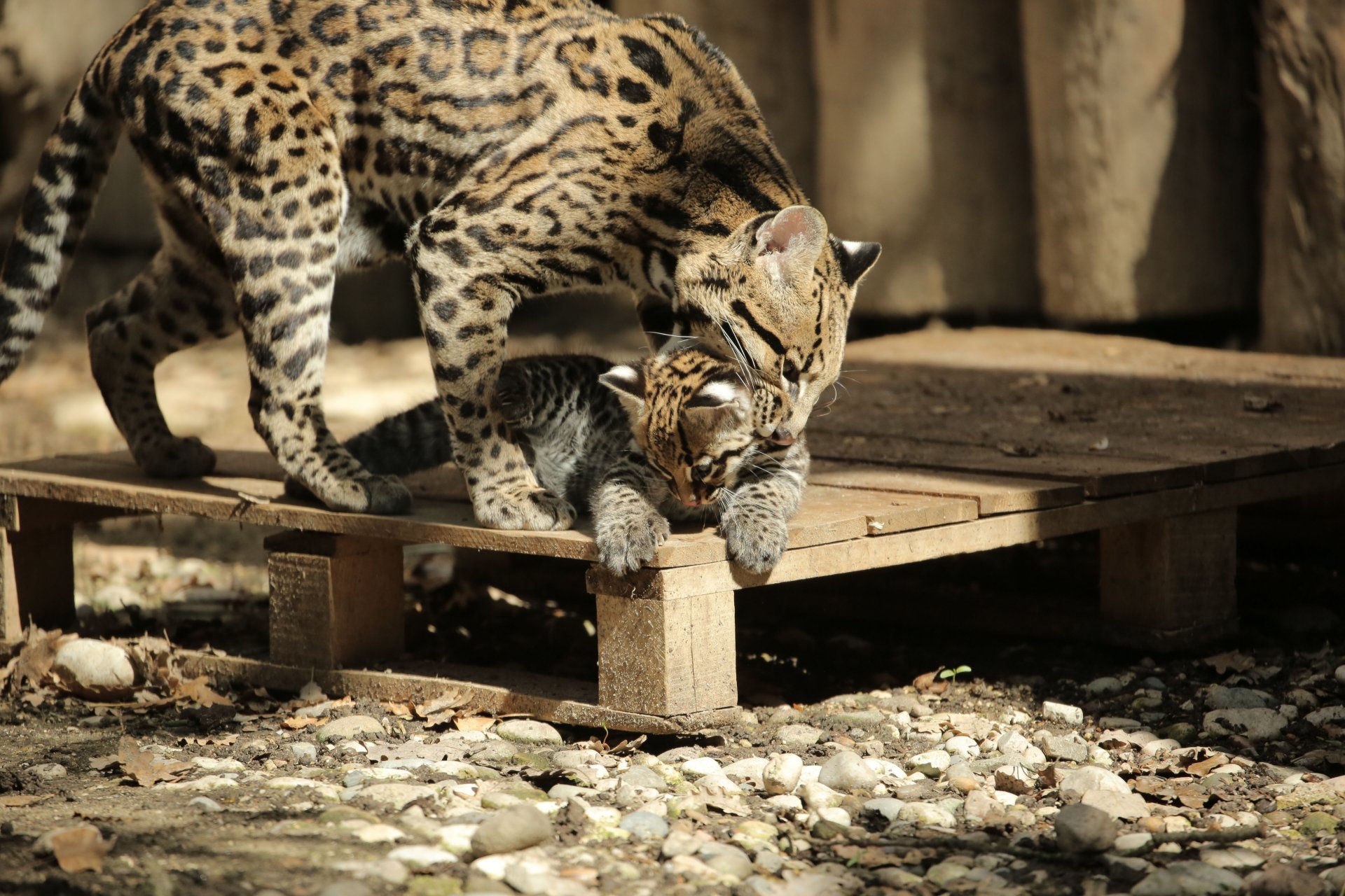 Benvenuta Keyra, è nata l'unica piccola ocelot d'Italia FOTO e VIDEO