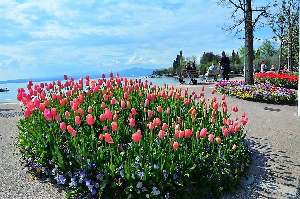 Bardolino con oltre 50mila tulipani si è classificato "Comune fiorito più bello d'Italia".