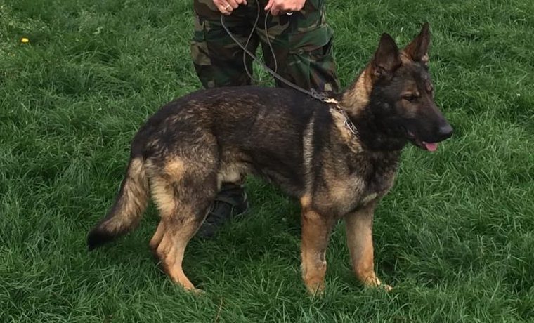 Alla vista degli agenti un ragazzo getta la droga nell’Adige ma il cane Pico la recupera