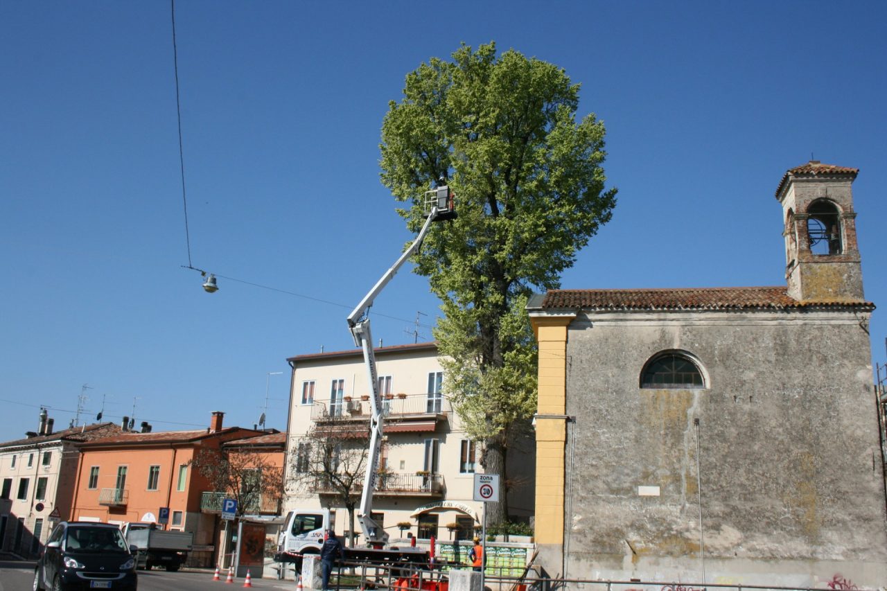 Verifica statica del grande albero davanti alla chiesetta di via Olmo a Montorio