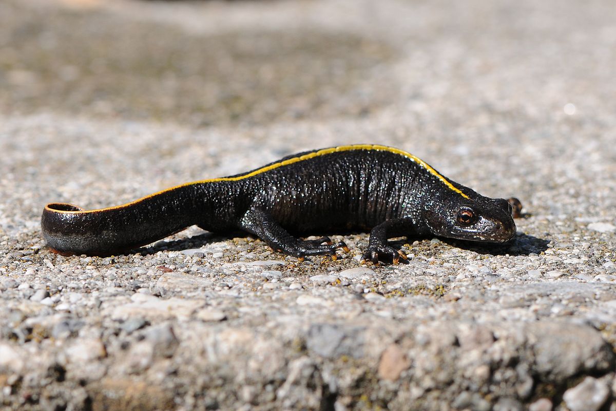Il Tritone crestato italiano vicino al Lago di Garda: è una specie minacciata