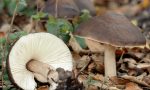 Intossicazione da funghi: in pochi giorni già dieci persone al Pronto Soccorso