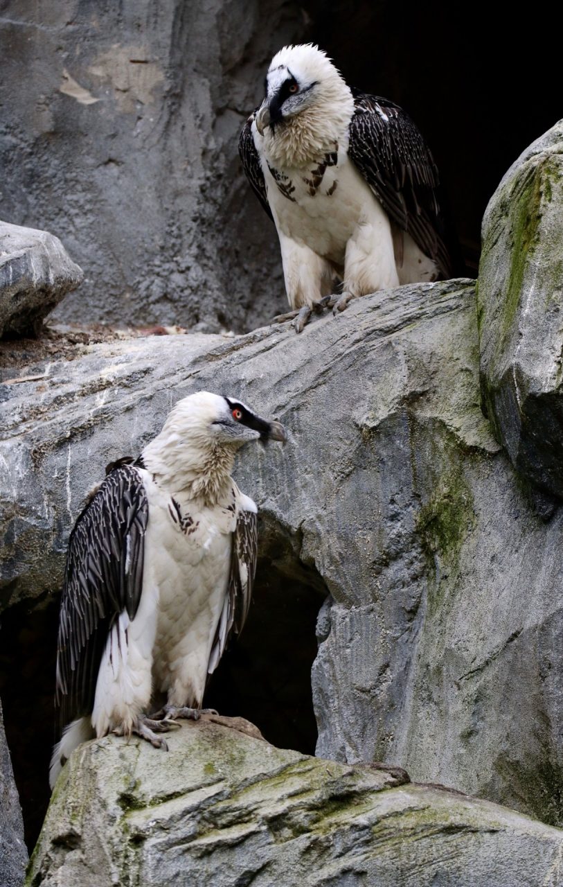 Scambio di uova al Parco Natura Viva FOTO