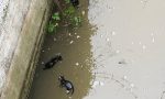 Gattini annegati nel fosso a Monteforte d'Alpone