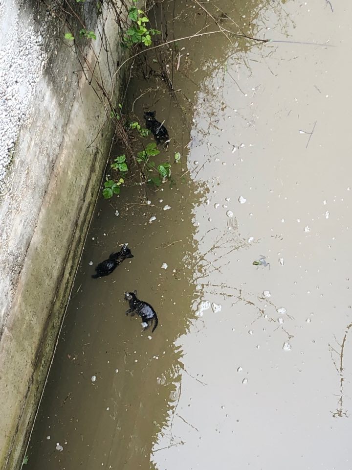 Gattini annegati nel fosso a Monteforte d’Alpone