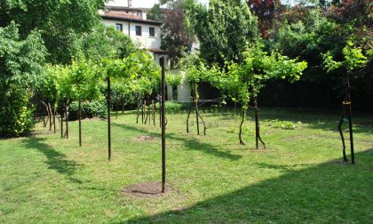 "Giardini Aperti", i più bei cortili di Veronetta per la prima volta visibili al pubblico