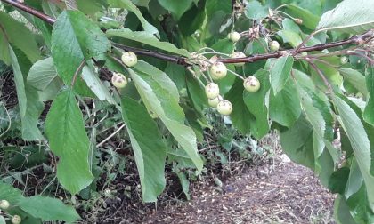 Maltempo, forte grandinata devasta l'agricoltura veronese