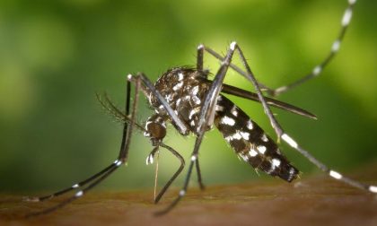 Zanzara tigre: ecco i consigli per la disinfestazione