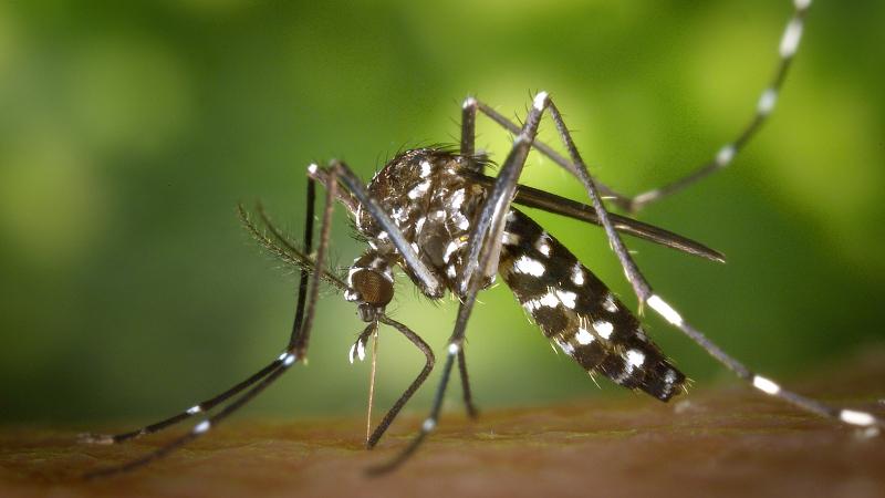 In Veneto crollati i casi di West Nile Virus