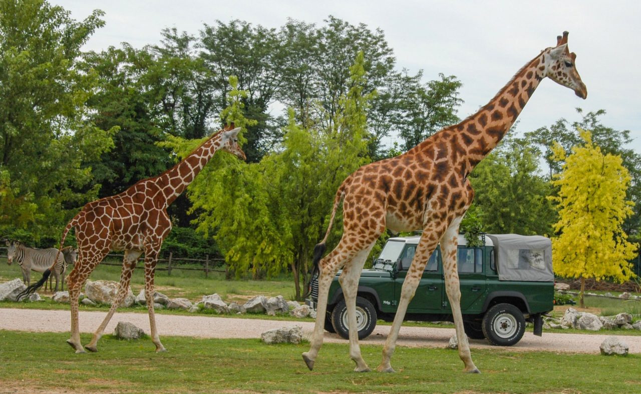 Il Parco Natura Viva di Bussolengo compie 50 anni