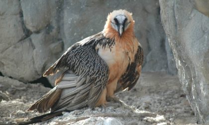 Parco Natura Viva: il primo gipeto italiano in viaggio per l'Andalusia VIDEO