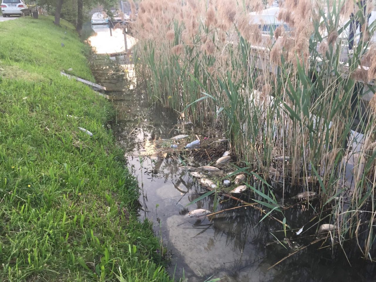 Pesci morti: allarme sul lago di Garda