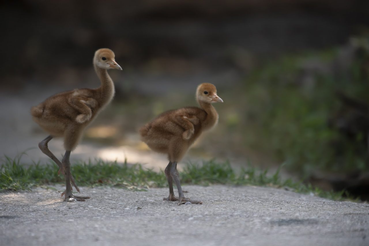 Parco Natura Viva: sopravvissuti i pulcini di Gru FOTO e VIDEO