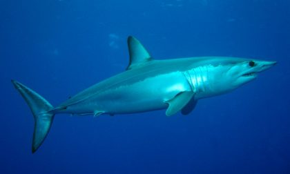 Croazia: avvistato squalo Mako di 4 metri vicino alla costa