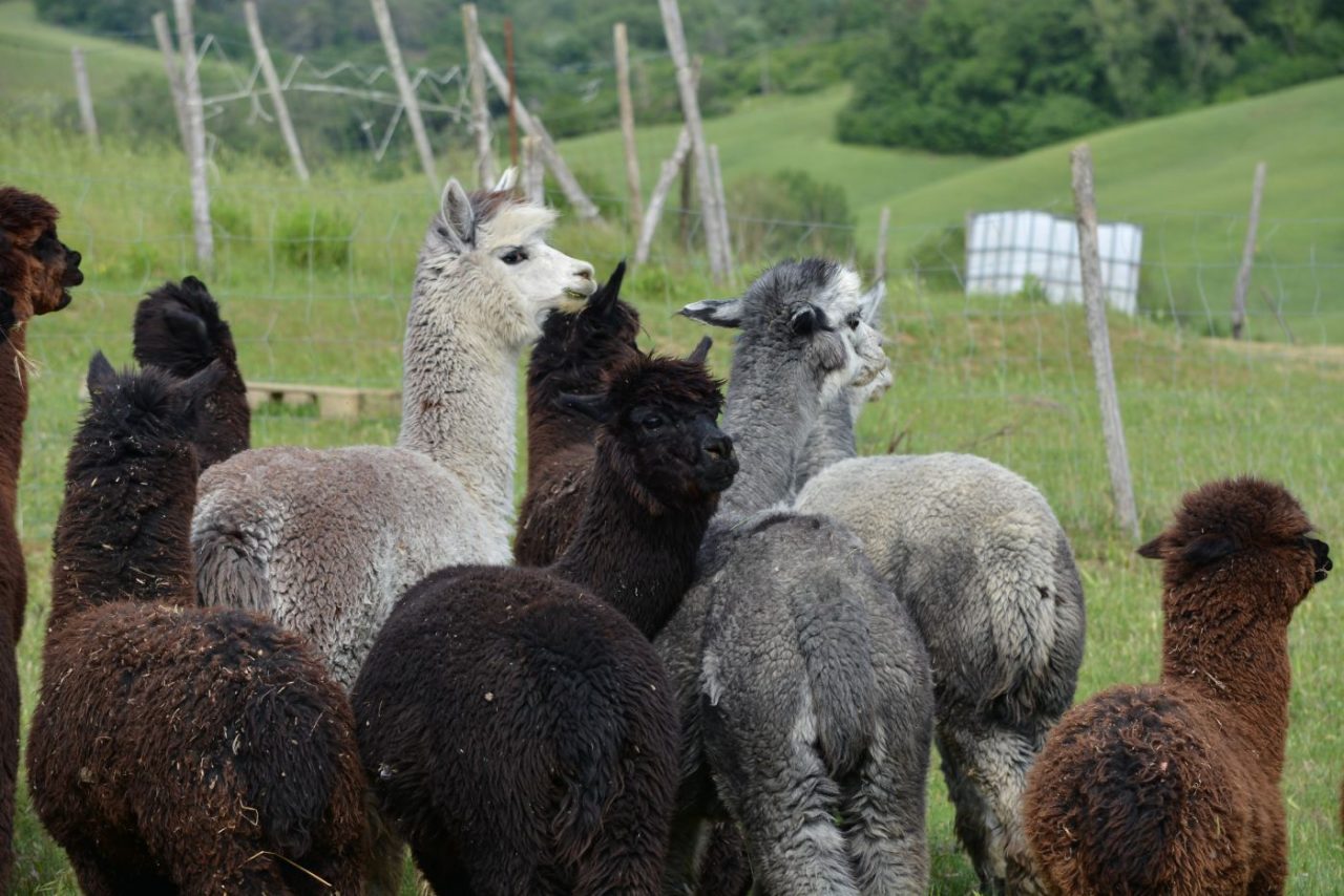 Lupi attaccano e uccidono alpaca sul Monte Baldo