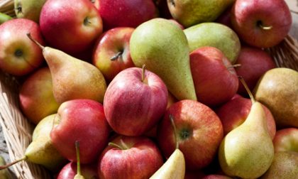 Verona terza produttrice italiana di mele e quinta di pere