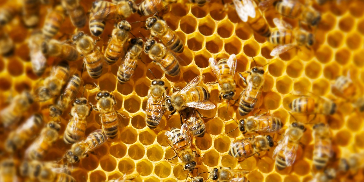 Apicoltura aperti i bandi per migliorare gli alveari