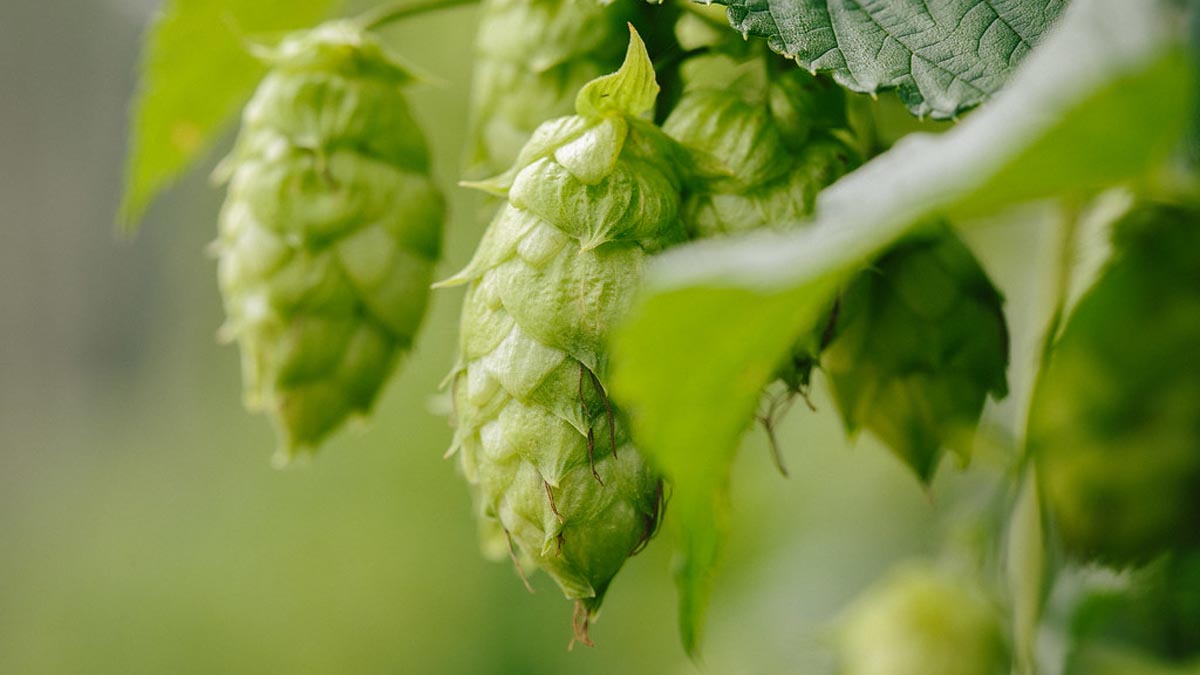 Regione a tutta birra: sta per arrivare il luppolo veneto