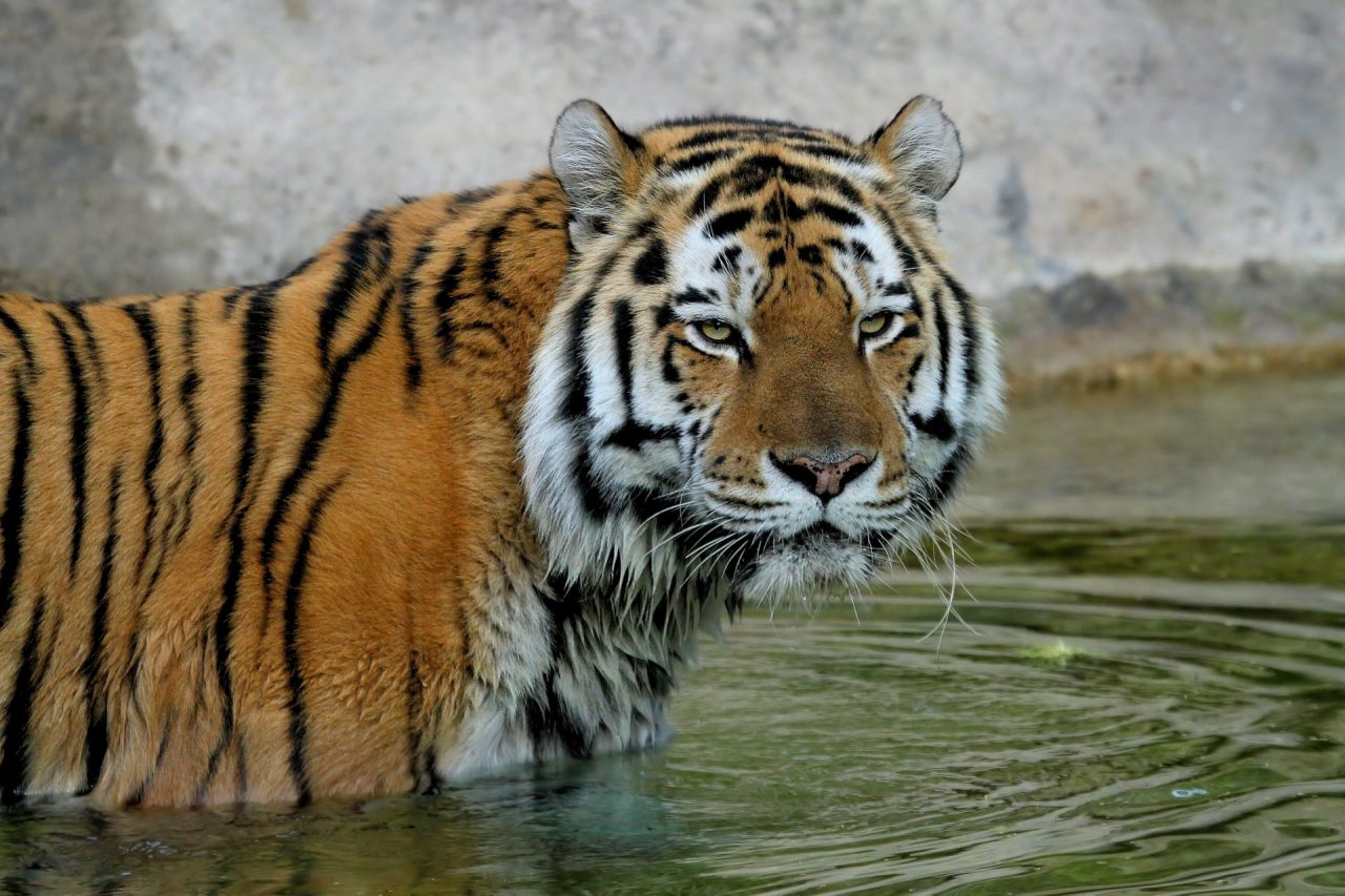 Addio Amka, la tigre siberiana del Parco Natura Viva