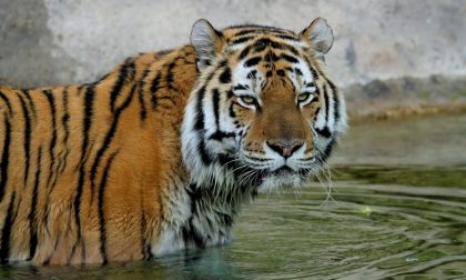 Addio Amka, la tigre siberiana del Parco Natura Viva