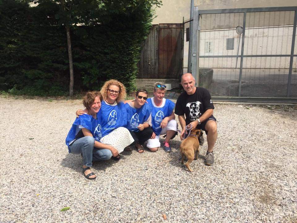 Cagnolina abbandonata al parco ora si cerca adozione