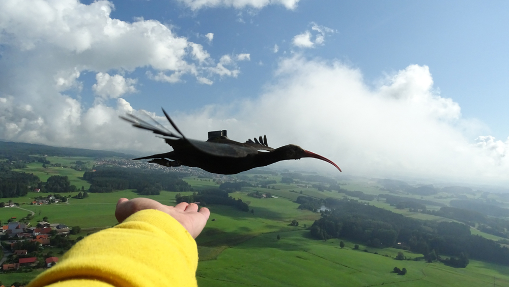 ibis-eremita-hlm-2019-a-schmalstieg-20082019