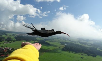 Le spettacolari immagini della migrazione dell'ibis eremita guidata dall'uomo