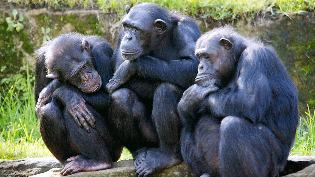Fuggono tre scimpanzè al parco natura viva, apertura rinviata