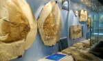 I fossili di Bolca in corsa per il riconoscimento Unesco