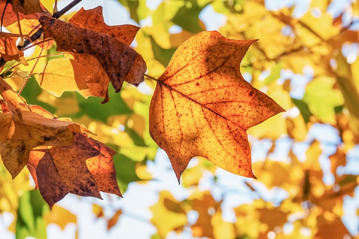 Equinozio autunno 2019: non è oggi, ma il 23 settembre