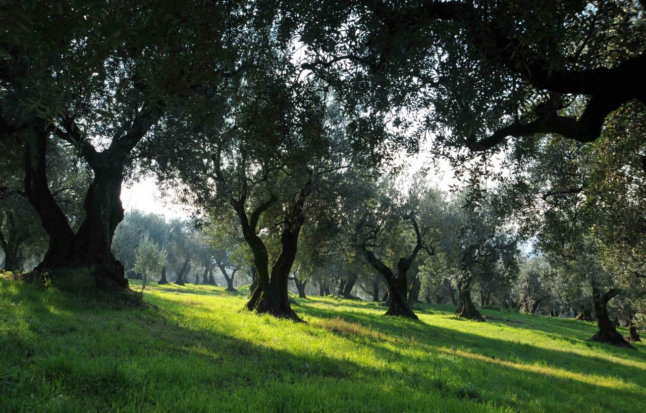Attesa un’annata di scarica per l’olivicoltura veneta