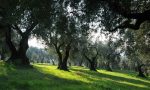Attesa un’annata di scarica per l’olivicoltura veneta