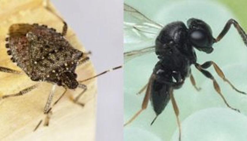 “Contro la cimice asiatica serve la vespa Samurai”