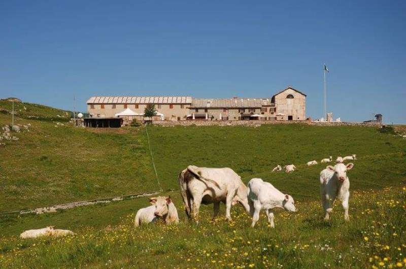 Donna incornata da una mucca in Lessinia