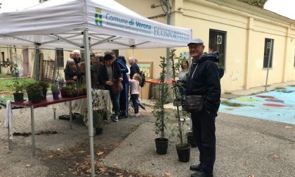 Donate 50 piante ai cittadini per incrementare il verde a Verona