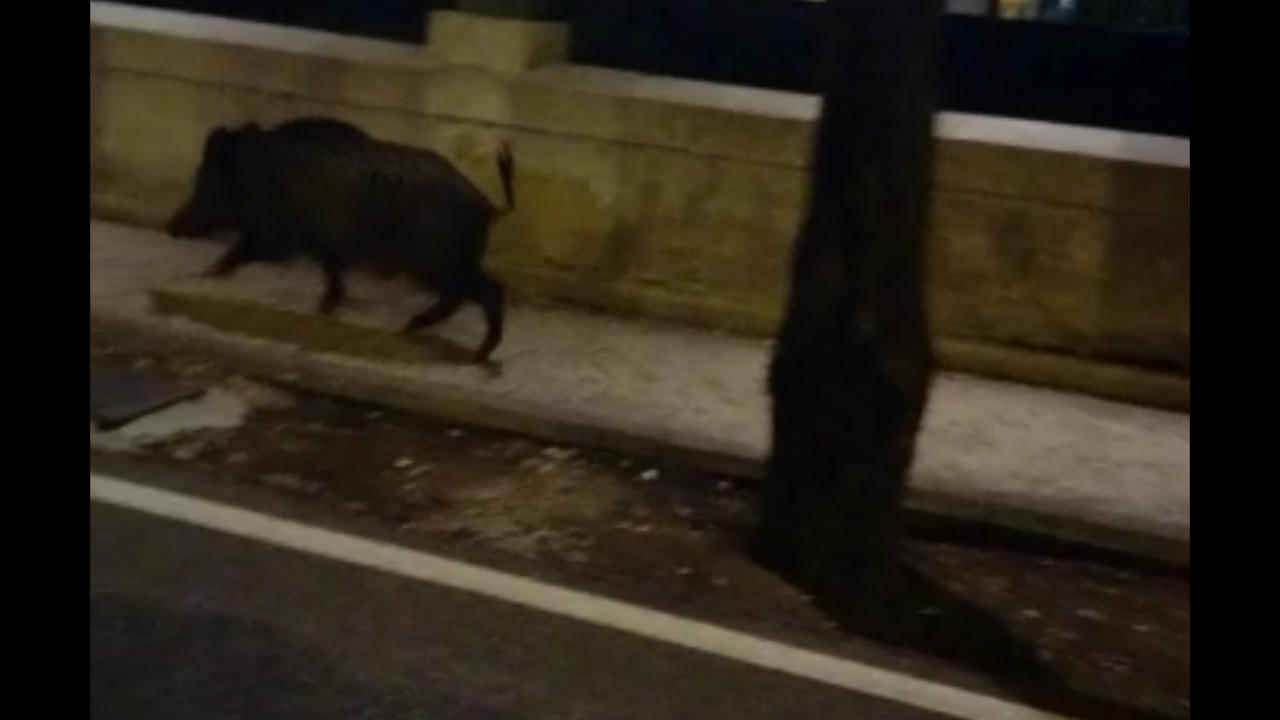 Cinghiale a spasso per il Lungadige VIDEO