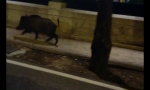 Cinghiale a spasso per il Lungadige VIDEO