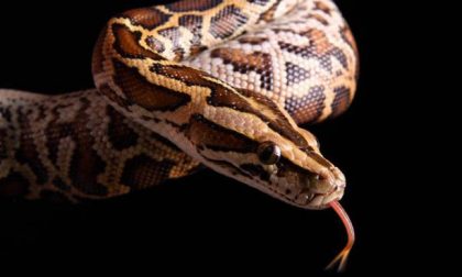 Sequestrati ad Ancora 138 pitoni destinati a "Verona Reptiles" VIDEO